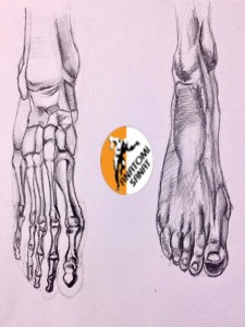 Yetenek Sınavlarına Hazırlık Anatomi Çalışmaları